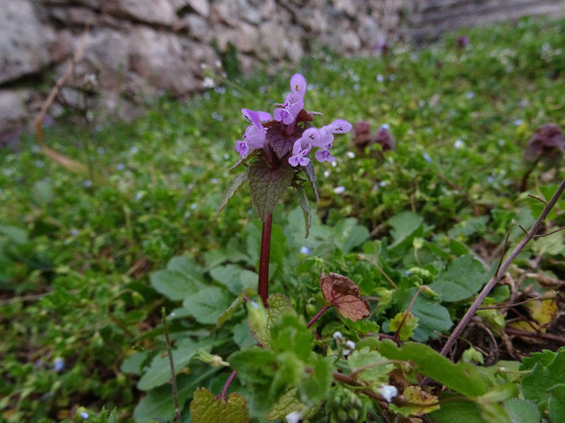 Lamium purpureum / Falsa ortica purpurea